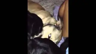 Husky/greyhound mix plays with housemate