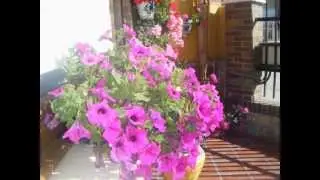 flora