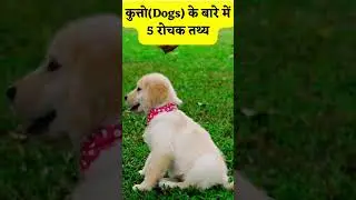 Interesting facts about Dogs! 