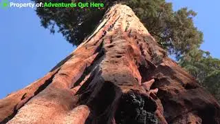 7 LARGEST Trees Ever Found on earth