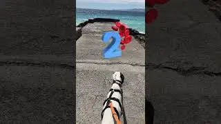 LEVRIERI TRE CURIOSITÀ CHE LI RENDONO UNICI  #galgo