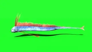 hairtail fish green screen video free download like share and subscribe