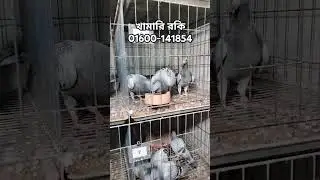 বাচ্চা সহ ওরজিনিয়াল রেসার কবুতর খামার। racing pigeon loft #racingpigeon #রেসার_কবুতর