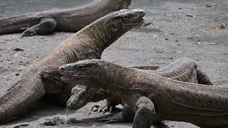 Reptil Langka 