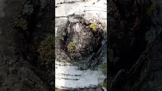 Спящая японская девушка с букетом полевых цветов.