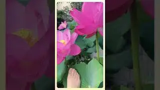 Beautiful foot 