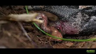 Venomous ☣ GABOON VIPER Giving birth - Bitis rhinoceros