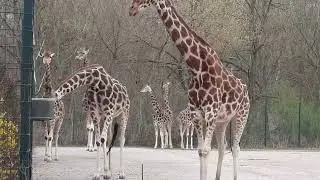 ЗООПАРК БЕРЛИН | ZOO BERLIN | TIERPARK | 02.04.2022