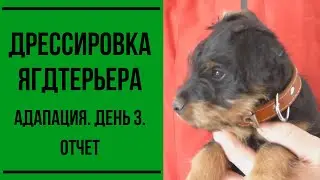 Дрессировка щенка ягдтерьера. Адаптация. День 3. Отчет