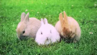 Coach Me If You Can ⚽ CUTEST BUNNIES EVER 💞 Full Episodes in HD