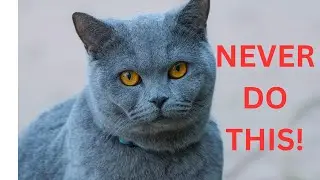 The Seven Deadly Cat Sins! || 7 Things Not To Do To Your Cat!