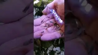 bébés guppys ! j adore 😍