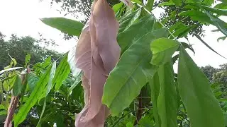 Medicinal Plants Documentary: ASHOKA (Saraca asoca)