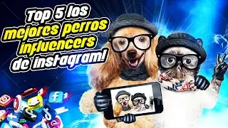 ¡TOP 5 los MEJORES PERROS INFLUENCERS de INSTAGRAM!