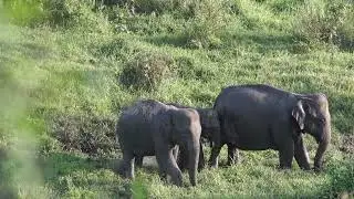 Tanzania National Packs Elephants