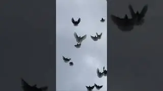 Дрессировка