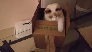 I am Fluffy || A lovely ragdoll cat