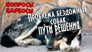 Как решить проблему бездомных животных