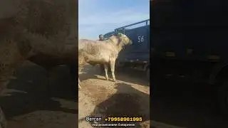 Самый большой бык в мире,  