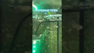 ПОЛЕЗНЫЕ ГУППИ 🤔☝🏻 