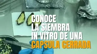 In vitro planting of a closed orchid capsule 🔬