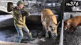 ✅ Забой ХРЯКА долгожителя