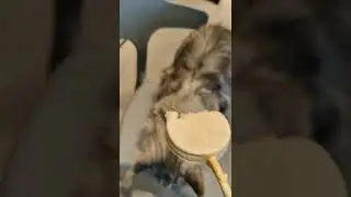 Cats Club|Cute cats daily life🐈(18) #cats #cute #shorts