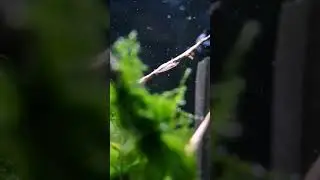 Креветка в тренде
