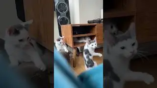 Day 35: Rainbow, Cherry, Mango (Foster Kittens)