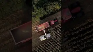 Chopping Corn #claas #corn #harvest #farming #shorts #subscribe #drone #tractor #agriculture #new