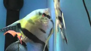 Angelfish Laying Eggs