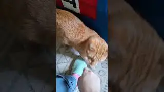 Serenading Copper 🐱 "You Look Like You Love Me" #myvoice #mysinging #orangecat #youlooklikeyouloveme