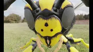 Wasp vespula Model 3d for C4D