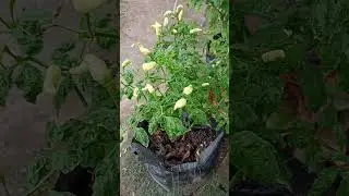 CABAI KERITING TETAP BISA BERBUAH