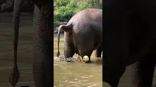 Thailand vs reality 🤣🇹🇭 