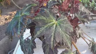 COMO FAZER MUDAS DA SUA BEGONIA
