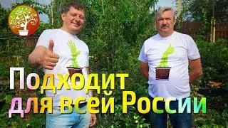 Преимущества контейнерного садоводства