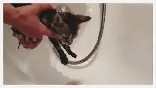 Как помыть котёнка первый раз!