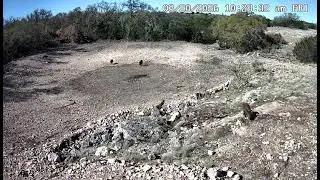 Mad Pigs