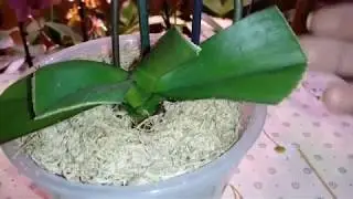 Yellow Harlequin жив и здоров