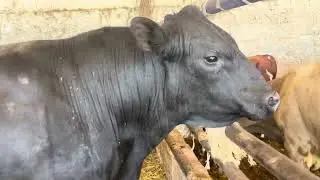 КАЗАХСТОНДАН ТОГРИ ЎЗБЕКИСТОНГА 100% ТОЗЗА ҚОНЛИ АНГУСЛА СОТУВДА ☝️☝️🔥✊903057667 901550444