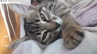Моя новая кошка