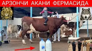 БИР  СОГИШДА  ШУНЧА СУТ БЕРДИЯ😱☎️991054707☎️974120909