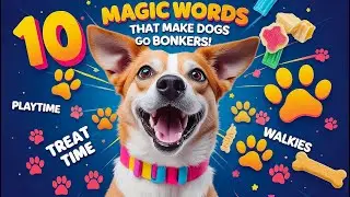 10 Magic Words That Make Dogs Go Bonkers!