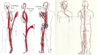 PALPATION OF MUSCLE CHANNELS, CHANNELS IN BI SYNDROME