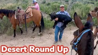 Rounding Up Cattle Off Spring Range: Bonus Vlog