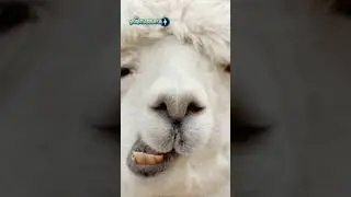 Los Record Guiness más Absurdos - La Mantarraya 🏅