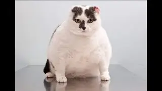 ПРИКОЛЫ С ЖИВОТНЫМИ●КОТИКИ●СМЕШНЫЕ КОТЫ●ПРИКОЛЫ С КОТАМИ●СМЕШНЫЕ КОТИКИ