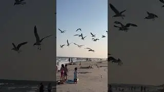 Folly Beach, SC