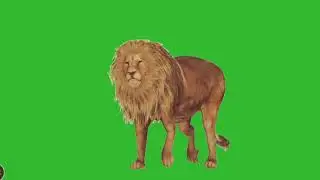 Animation Green Screen || Green Screen Lion || Chroma Key || Green Screen Animal || No Copyright